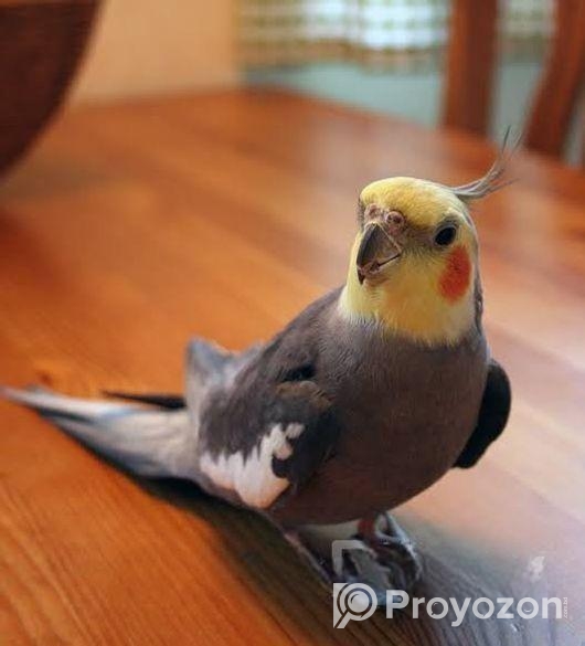 Cockatiel male pakhi