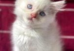 Traditional Persian Kitten