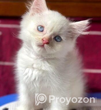 Traditional Persian Kitten