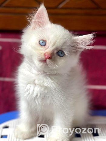 Traditional Persian Kitten