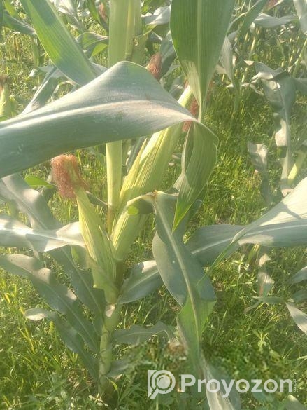 ভুট্টা বিক্রি করা হবে