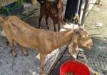ছাগল বাচ্চা সহ বিক্রি হবে