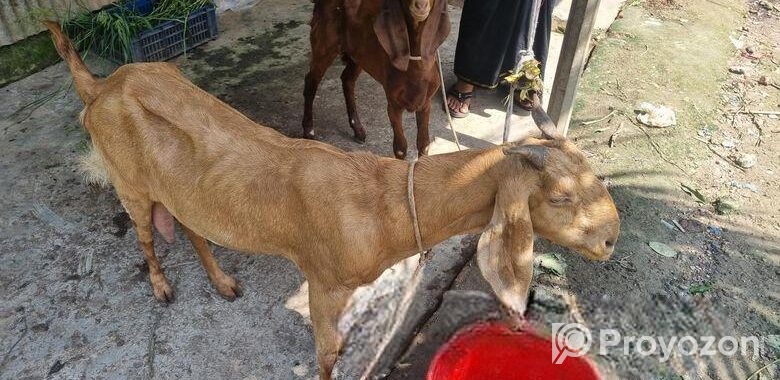 ছাগল বাচ্চা সহ বিক্রি হবে