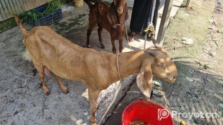 ছাগল বাচ্চা সহ বিক্রি হবে