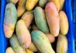 ব্যানানা আম বিক্রি হবে