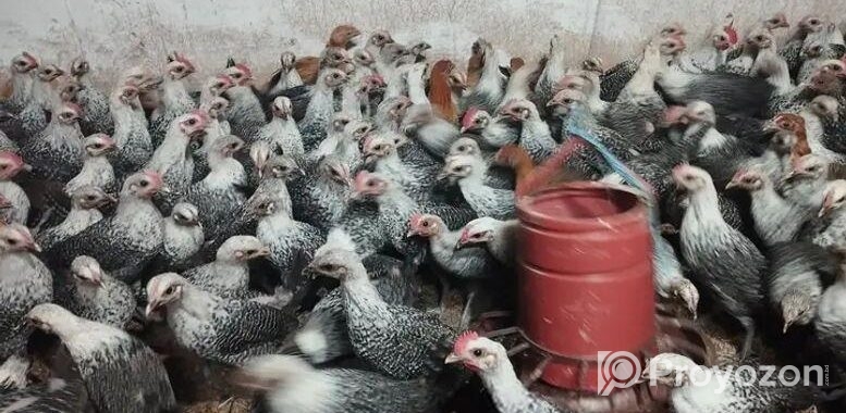 ফাওমি মুরগি বিক্রি হবে