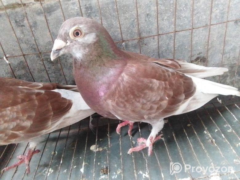 খুব সুন্দর এক জোরা কবুতর