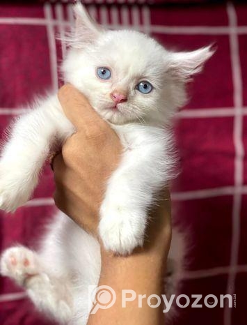 Traditional Persian Kitten