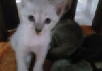 cat adoption