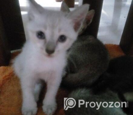 cat adoption
