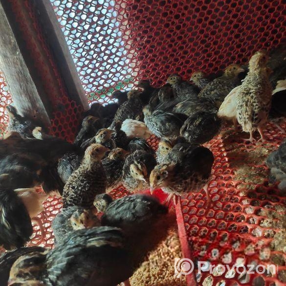 ১৫ দিন বয়সের কোয়েল পাখি বিক্রি হবে