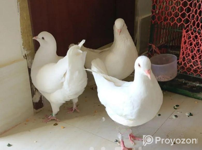 কিছু ফেন্সি কবুতর বিক্রি হবে