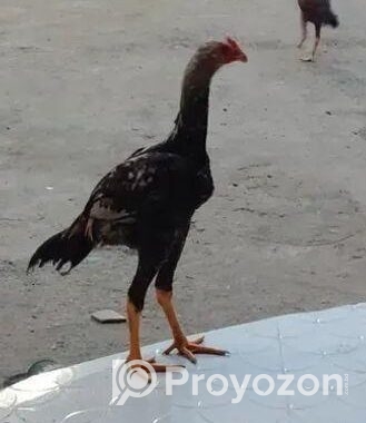 আসিল মোরগ