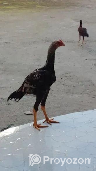 আসিল মোরগ