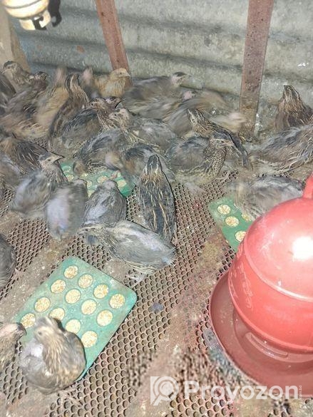 কোয়েল পাখি বাচ্চা