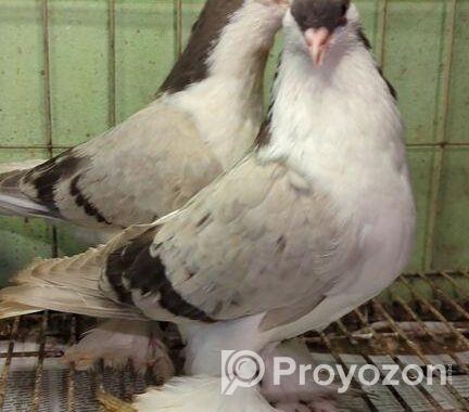 lahori breeding pair