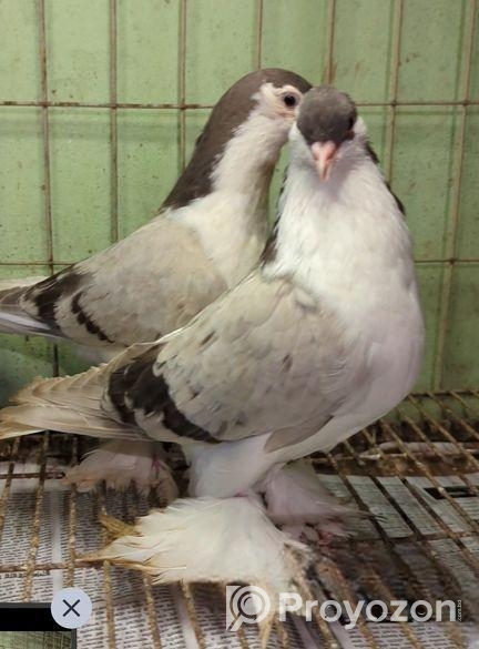 lahori breeding pair