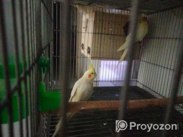 24″18″ pakhir khaca