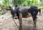 এরে গরু