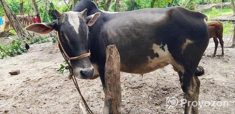 এরে গরু