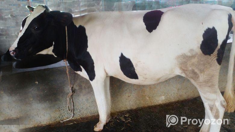 বকনা বাছুর বিক্রয় হাব অল্প দামে।(২২নং বকনা)