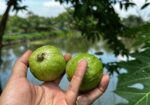 জমি বিক্রয় হবে – ইছর কান্দি-গাজীপুর – (IUT থেকে মা