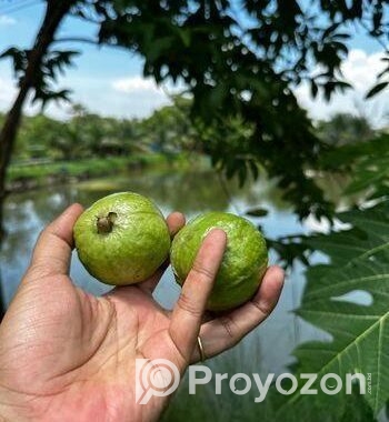 জমি বিক্রয় হবে – ইছর কান্দি-গাজীপুর – (IUT থেকে মা