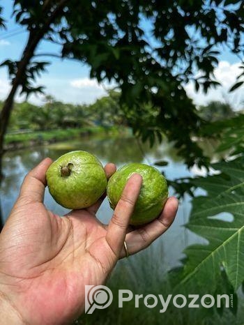 জমি বিক্রয় হবে – ইছর কান্দি-গাজীপুর – (IUT থেকে মা