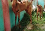 ৮টি উন্নত জাতের ছাগল
