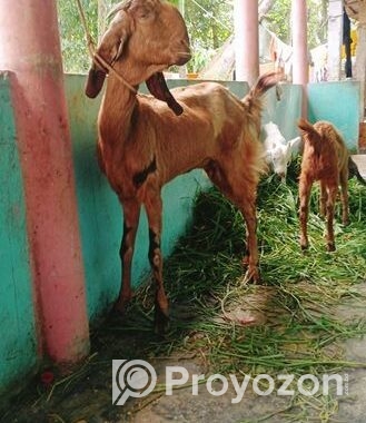 ৮টি উন্নত জাতের ছাগল
