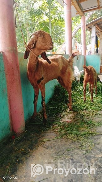 ৮টি উন্নত জাতের ছাগল