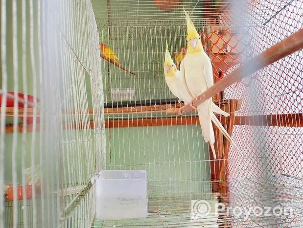 100% Breeding Pair