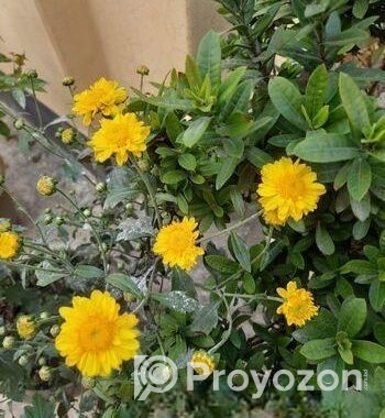 ফুল গাছের চারা