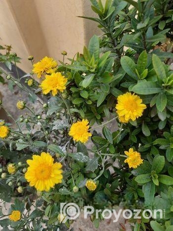 ফুল গাছের চারা