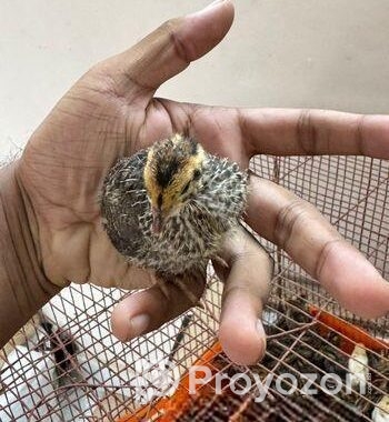 হাইব্রিড জাম্বু কোয়েল পাখির ১৫ দিনের বাচ্চা বিক্রি