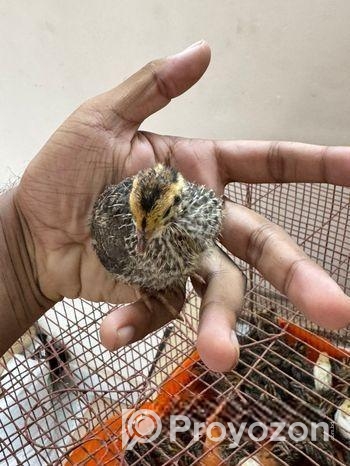 হাইব্রিড জাম্বু কোয়েল পাখির ১৫ দিনের বাচ্চা বিক্রি