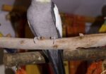Cockatiel male pakhi