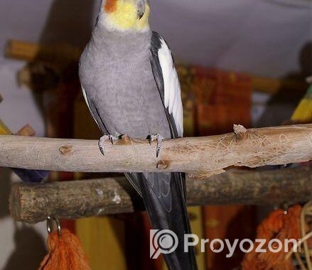 Cockatiel male pakhi