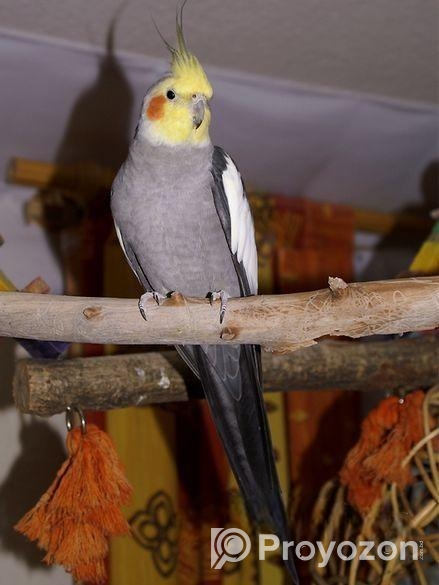 Cockatiel male pakhi