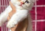 Traditional Persian Kitten