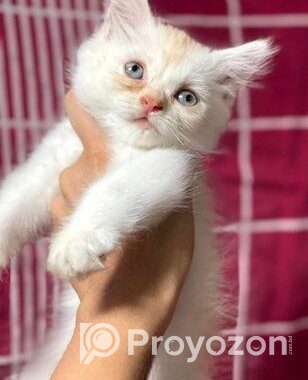 Traditional Persian Kitten