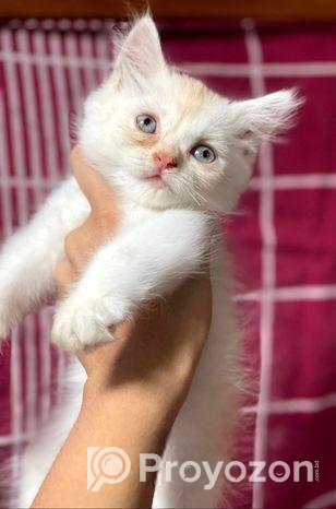 Traditional Persian Kitten