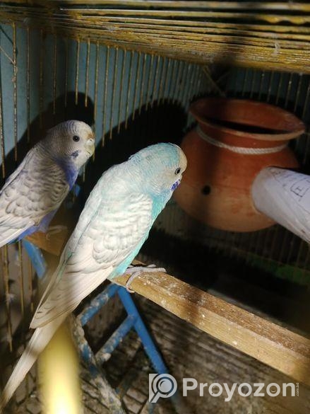 বাজরিগার পাখি