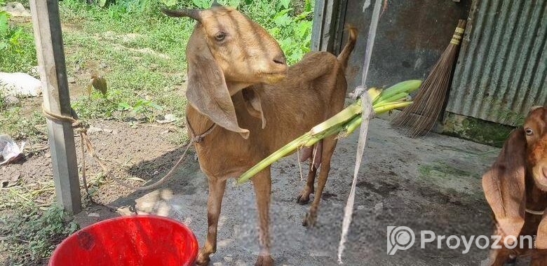 ছাগল বাচ্চা সহ বিক্রি হবে