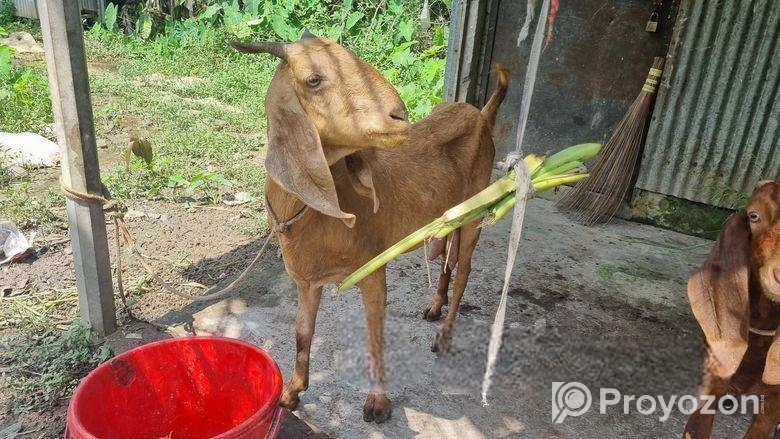 ছাগল বাচ্চা সহ বিক্রি হবে