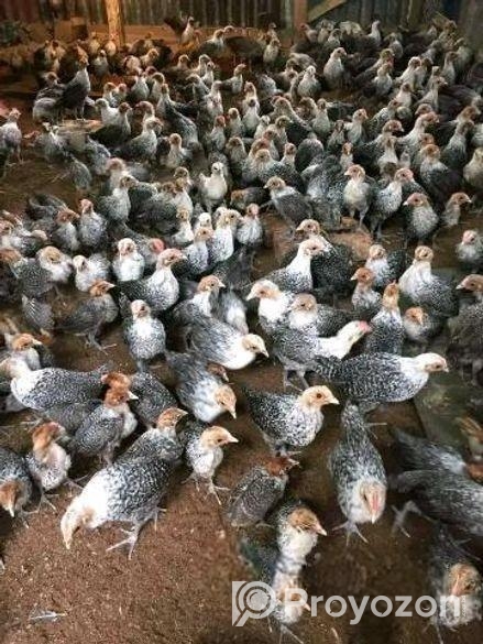 ফাওমি মুরগি বিক্রি হবে