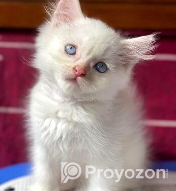 Traditional Persian Kitten