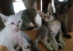 cat adoption