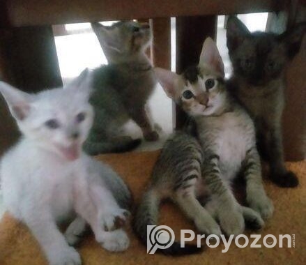 cat adoption