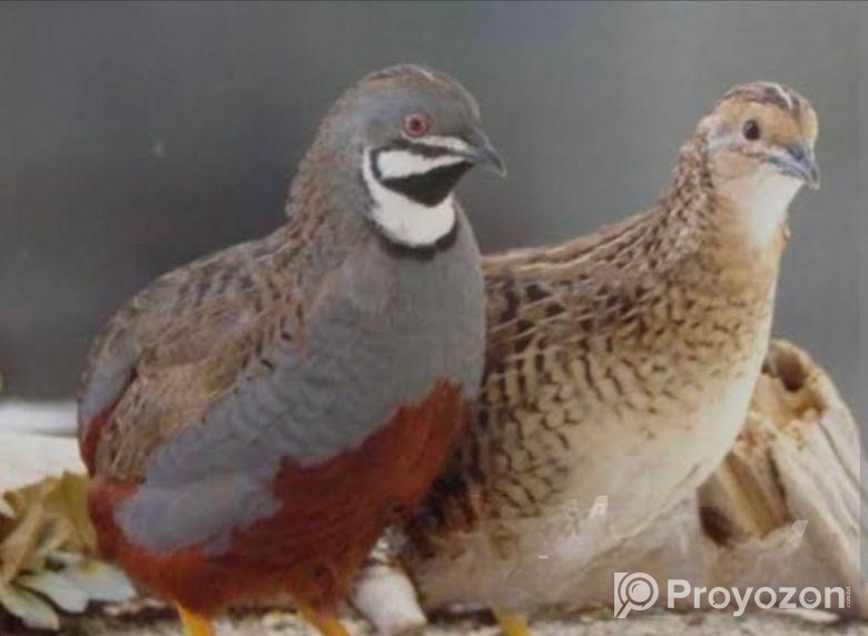 কিং কোয়েল বিক্রি হবে